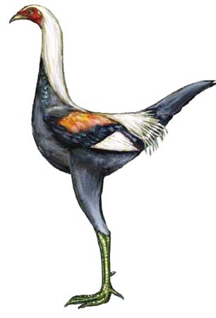37.blue duckwing male
